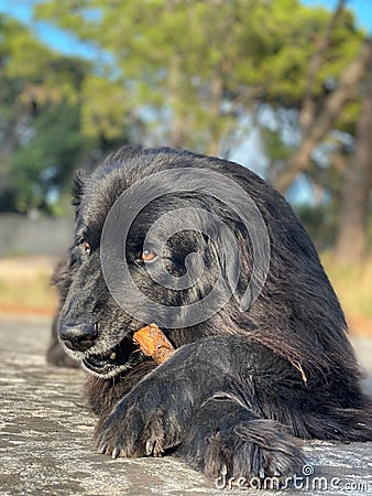 Portrait of a cute black dog chewing a stick. Stock Photo