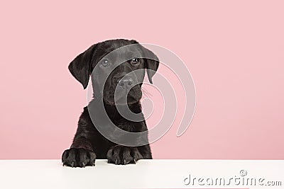 Cute black labrador retriever puppy looking at the camera on a pink background on its pays on a white table with Stock Photo