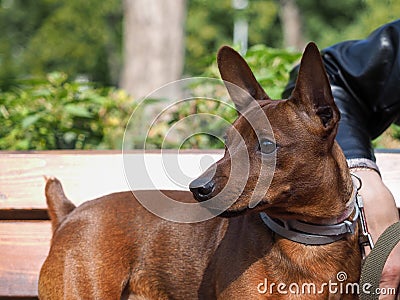 Portrait of a cute breed dog puppy Pinscher Stock Photo