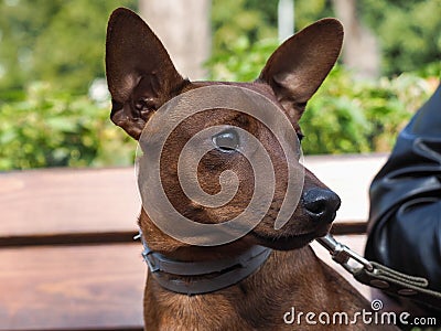 Portrait of a cute breed dog puppy Pinscher Stock Photo