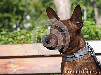 Portrait of a cute breed dog puppy Pinscher Stock Photo