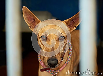 Portrait of a cute brown half-breed dog Stock Photo