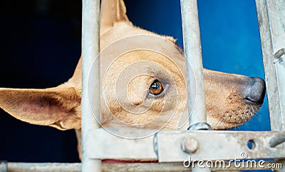 Portrait of a cute brown half-breed sad dog behind the metal door Stock Photo