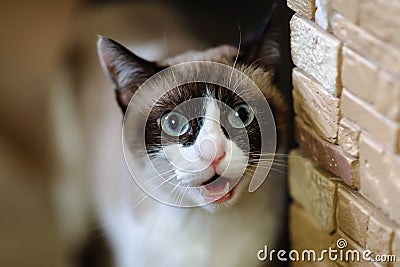 Portrait of cute cat with black circles over its eyes Stock Photo