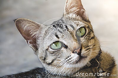 Portrait of cute cat Stock Photo