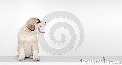 Portrait of cute Central Asian shepherd puppy isolated on white background Stock Photo