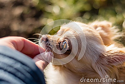 Portrait of a cute chihuahua feeding with a tidbits from a hand Stock Photo