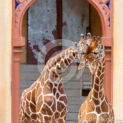 Portrait of cute couple of giraffes in the zoo. Stock Photo