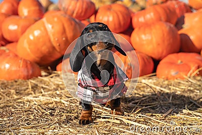 Portrait cute Dachshund puppy, black and tan, dressed in a village check shirt, standing nearby a heap a pumpkin harvest Stock Photo