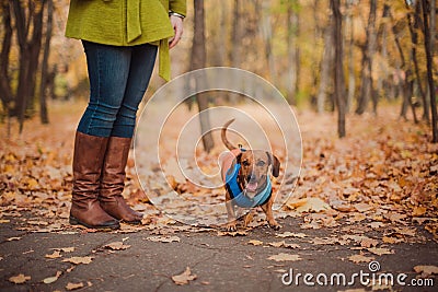 Portrait cute dog dachshund breed, black and tan, dressed in a raincoat, cool autumn weather for a walk in the park. Stock Photo