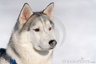 Portrait cute of dog husky breed before winter sport competition dog sled race Editorial Stock Photo