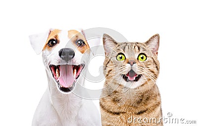 Portrait of cute dog Jack Russell Terrier and cheerful cat Scottish Straight Stock Photo