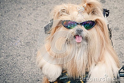 Portrait of cute dog wearing sunglasses holding a gun. very Amusing Stock Photo