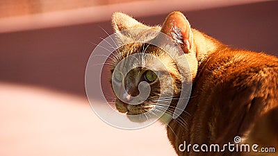 Portrait of cute domestic red cat close up on the pink background. Stock Photo