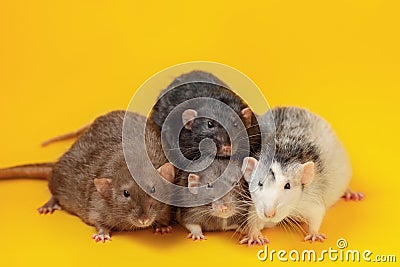 Cute four male pet rats on yellow background Stock Photo