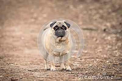 Portrait of cute funny fawn pug dog Stock Photo