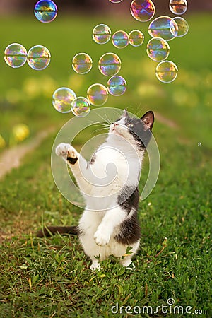 portrait with cute funny kitten jumping on green the grass on the summer warm Sunny meadow and catches shiny soap Stock Photo