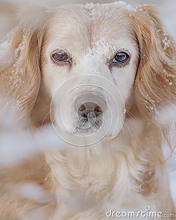 Portrait of cute golden cocker spaniel working dog in the snow Stock Photo