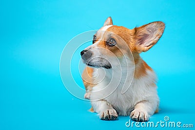 Portrait of cute healthy and happy smart pembroke welsh corgi lies and looks up in the photo studio on the blue background Stock Photo