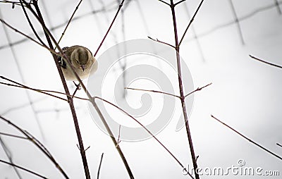 Portrait of cute hungry sparrow not used to cold temperatures and snowy winter, searching for food Stock Photo