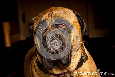 Portrait of a cute large bullmastiff with deep brown eyes Stock Photo