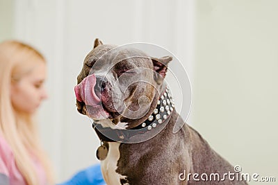 Cute pitbull in vet Stock Photo