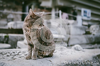 Portrait of cute light gray cat Stock Photo