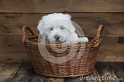 Portrait: Cute little baby dog - original Coton de Tulear. Stock Photo