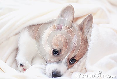 Portrait of a cute little Corgi dog puppy lying under a beige fluffy plaid and sad looks Stock Photo