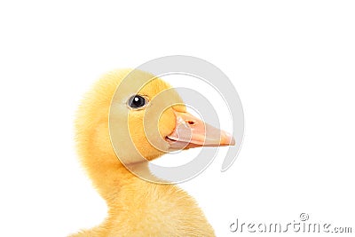 Portrait of a cute little duckling, closeup, side view Stock Photo