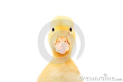Portrait of a cute little duckling Stock Photo