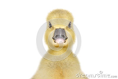 Portrait of a cute little gosling Stock Photo