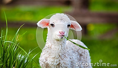 portrait of cute little lamb grazing in green spring meadow Stock Photo