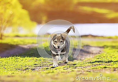 portrait of a cute little puppy walking on a footpath in the green Sunny meadows Stock Photo