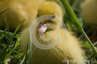 Portrait of cute little yellow baby fluffy muscovy ducklings close up Stock Photo