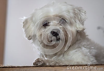 Portrait of cute maltese dog looking at camera Stock Photo