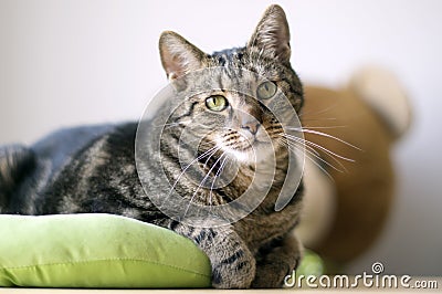 Portrait of cute marble striped cat in lime green cat bed, single animal, eye contact, teddy bear toy on background Stock Photo