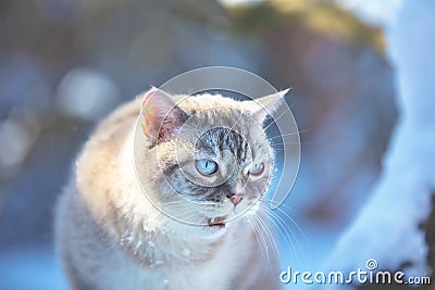 Portrait of a cute meowing siamese cat Stock Photo