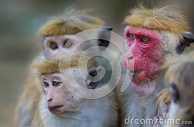 Macaca Sinica monkeys from Sri Lanka Stock Photo