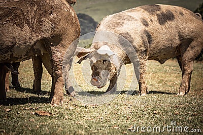 Portrait of cute pigs walking and grazing Stock Photo