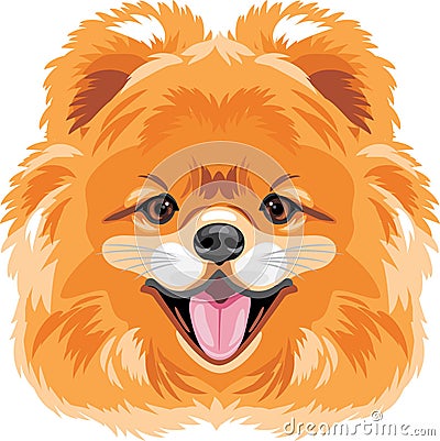 Portrait of a cute Pomeranian dog Vector Illustration