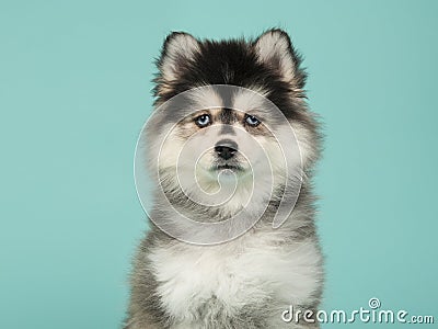 Portrait of a pomsky puppy on a blue background Stock Photo