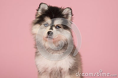 Portrait of a cute pomsky puppy with blue eyes Stock Photo