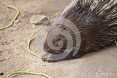 Portrait of a cute porcupine, close up Stock Photo