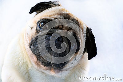 Portrait of a cute pug dog with big sad eyes and a questioning look on a white background Stock Photo