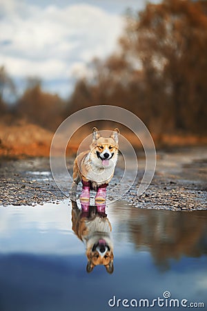 Portrait of cute puppy red dog Corgi stands on the road in rubber boots in a puddle and is reflected in it in the autumn Sunny Stock Photo