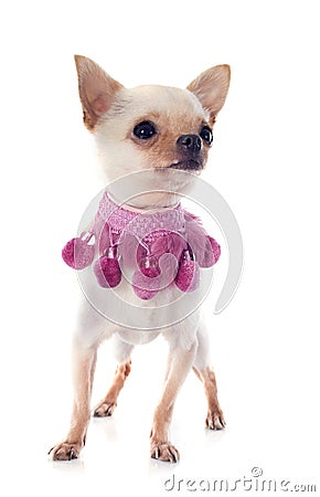 Puppy chihuahua and pink collar Stock Photo