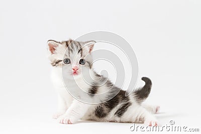 Portrait of cute scottish straight kitten bi-color spotted sitting against a white background Stock Photo