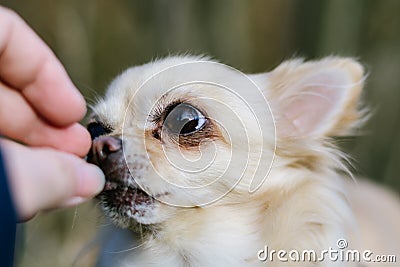Portrait of cute small dog chihuahua, getting reward from hand Stock Photo