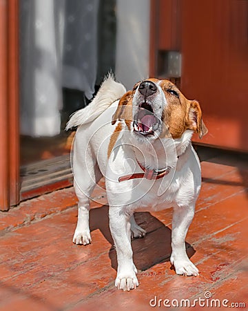 Portrait of cute small dog jack russel terrier standing and barking outside on wooden porch of old house near open door Stock Photo